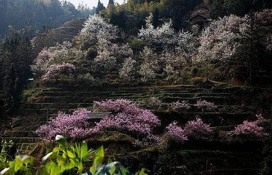 邓建平作品选之轻轻推开春天的门 图片