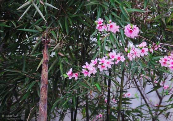 邓建平作品选之轻轻推开春天的门 图片