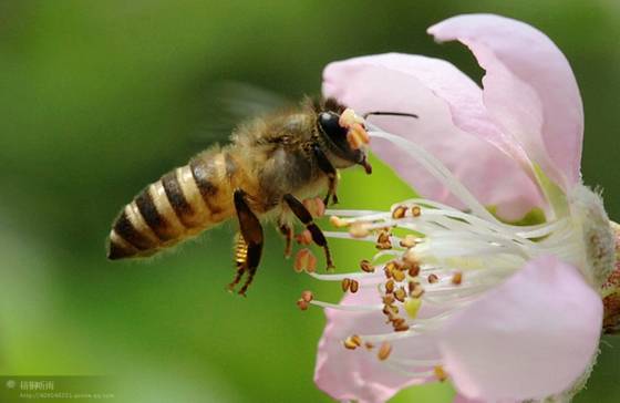 邓建平作品选之轻轻推开春天的门 图片