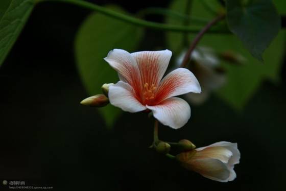 邓建平作品选之轻轻推开春天的门 图片