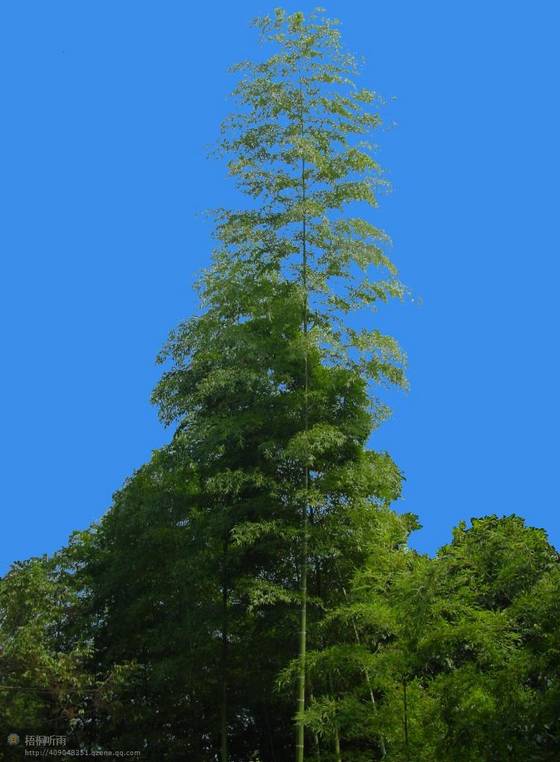 邓建平作品选之红尘漫漫我用阳光温暖你 图片