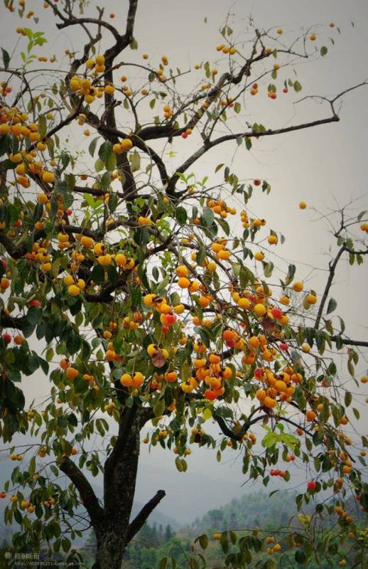 邓建平作品选之红尘漫漫我用阳光温暖你 图片