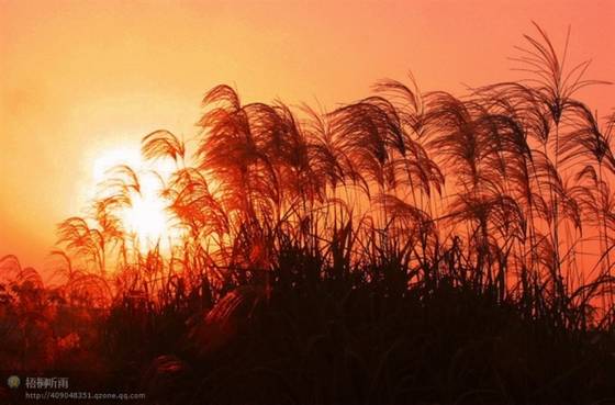 邓建平作品选之红尘漫漫我用阳光温暖你 图片
