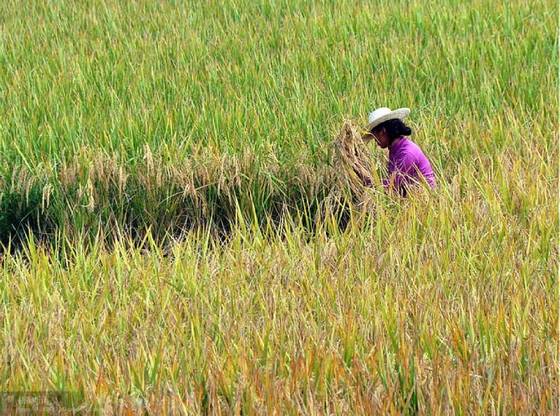 邓建平作品选之青梅竹马 图片