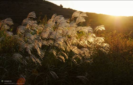 邓建平作品选之青梅竹马 图片