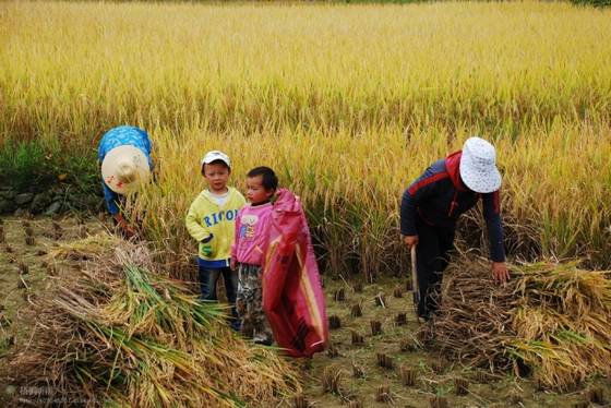 邓建平作品选之只因为想你 图片