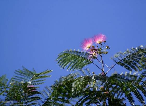 邓建平作品选之只因为想你 图片
