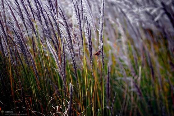邓建平作品选之只因为想你 图片