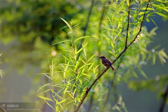 邓建平作品选之只因为想你 图片