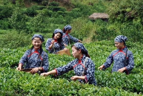 邓建平作品选之请到我们茶乡来 图片