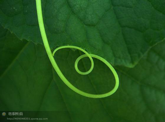 邓建平作品选之请到我们茶乡来 图片