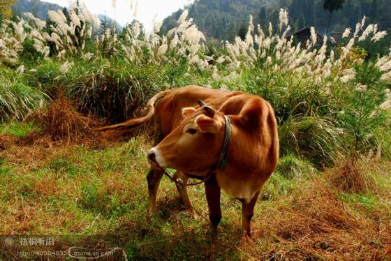 邓建平作品选之几行秋雨几多杂绪 图片
