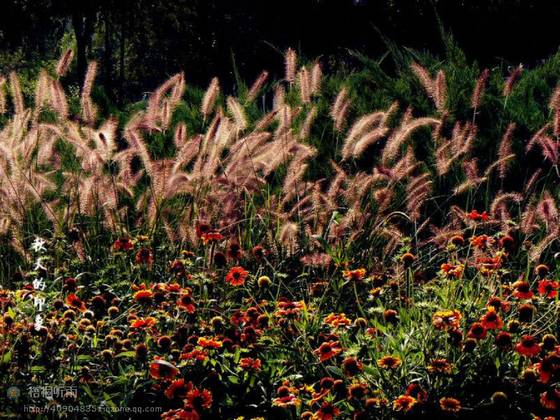 邓建平作品选之几行秋雨几多杂绪 图片