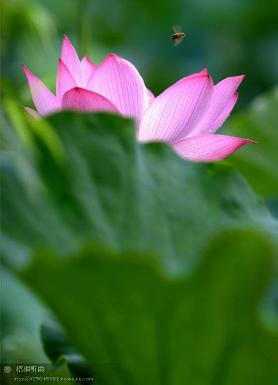 邓建平作品选之几行秋雨几多杂绪 图片