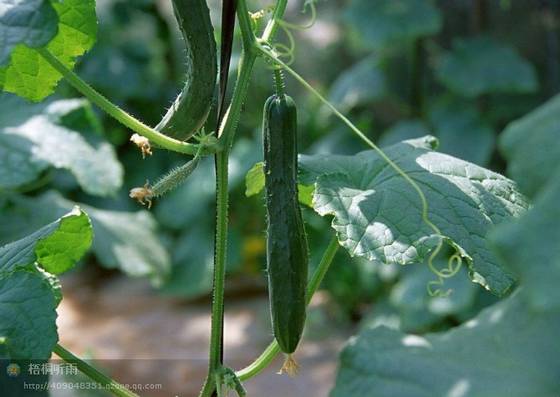 邓建平作品选之老家的花椒树 图片