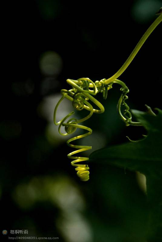邓建平作品选之老家的花椒树 图片