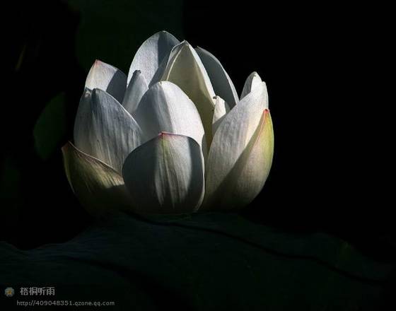 邓建平作品选之老家的花椒树 图片