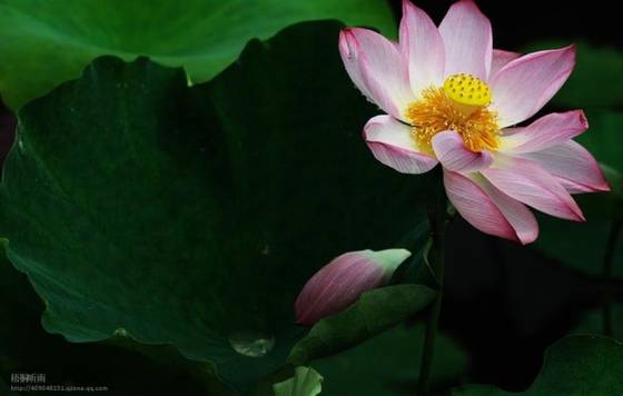 邓建平作品选之老家的花椒树 图片