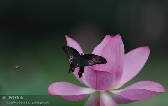 邓建平作品选之老家的花椒树 图片