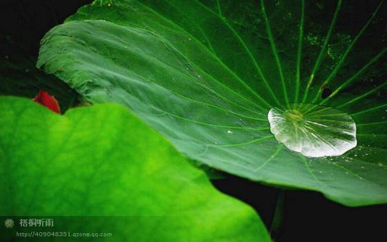 邓建平作品选之老家的花椒树 图片