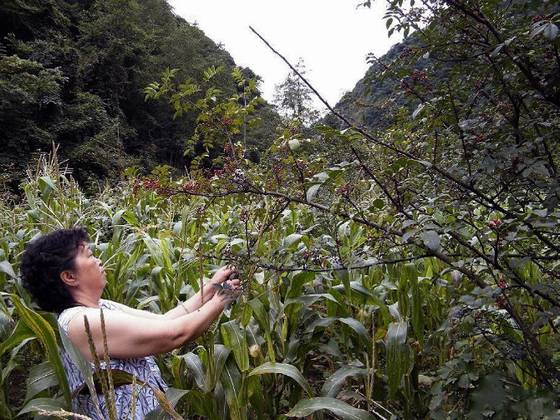 邓建平作品选之老家的花椒树 图片
