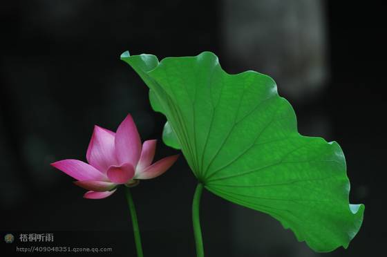 邓建平作品选之老家的花椒树 图片