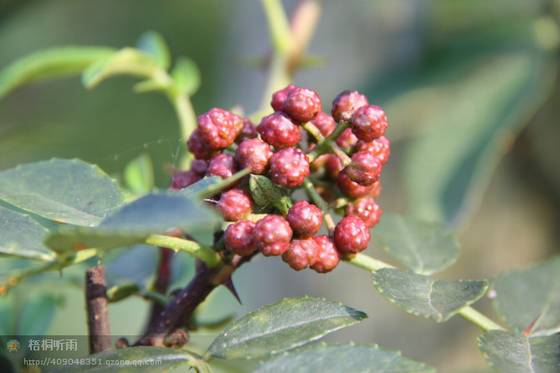 邓建平作品选之老家的花椒树 图片