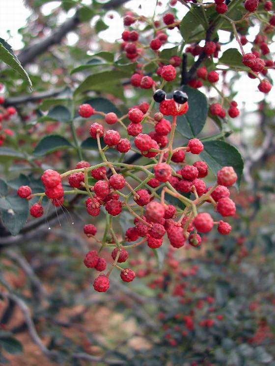 邓建平作品选之老家的花椒树 图片