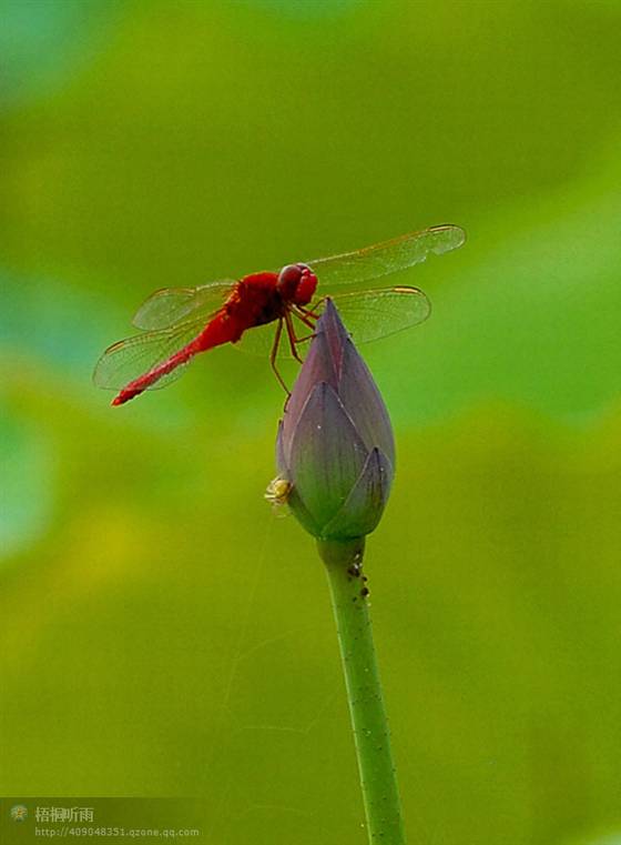 邓建平作品选之聆听六月 图片