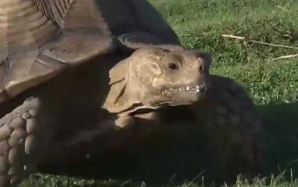 苏卡达龟是什么龟?