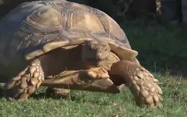 苏卡达龟是什么龟?