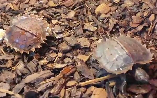 太阳龟是什么龟?