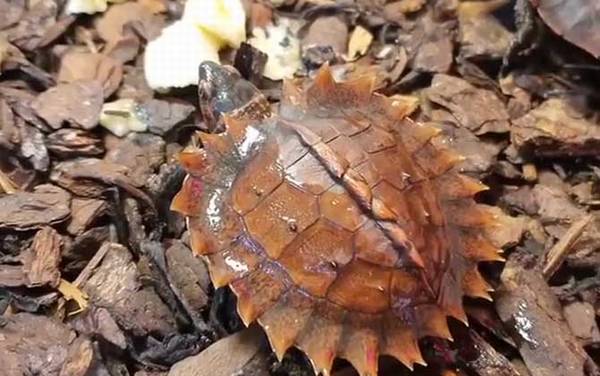 太阳龟是什么龟?