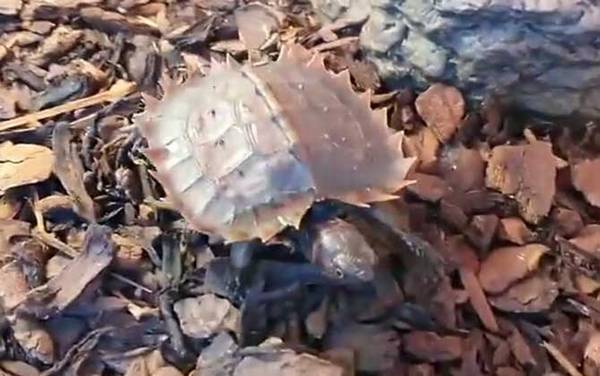 太阳龟是什么龟?