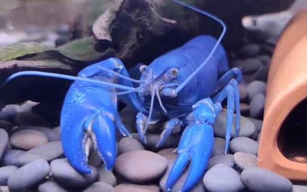 天空蓝魔虾是什么虾?