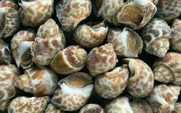 花螺是什么动物?