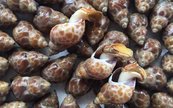 花螺是什么动物?