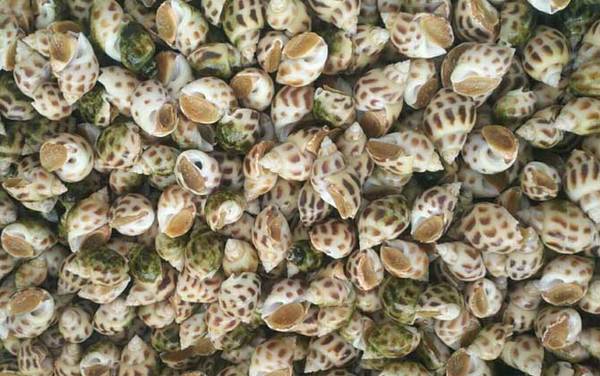 花螺是什么动物?