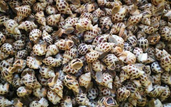 花螺是什么动物?