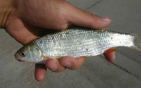 雅罗鱼是什么鱼?
