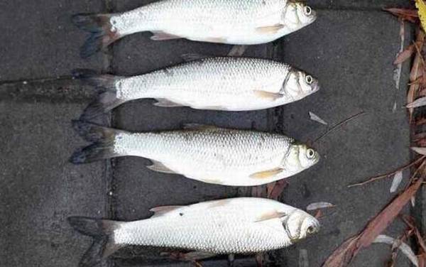 雅罗鱼是什么鱼?