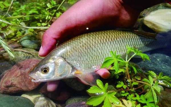 雅罗鱼是什么鱼?