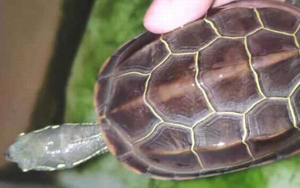 长寿龟是什么龟?