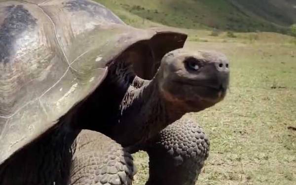 加拉帕戈斯象龟是什么龟?