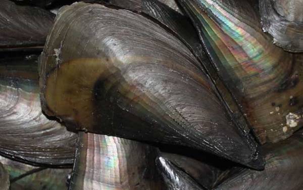 江瑶是什么贝类?