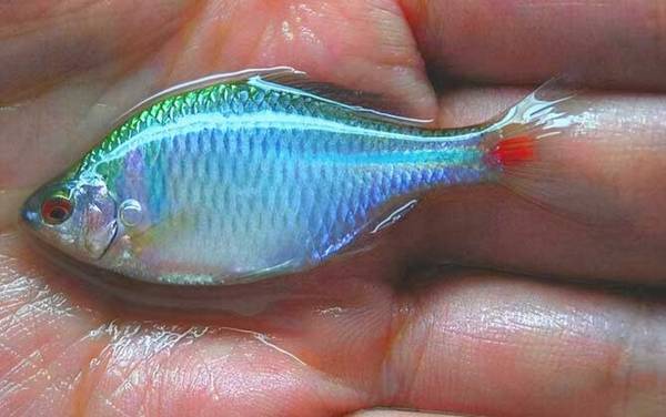 中华鳑鲏是什么鱼?