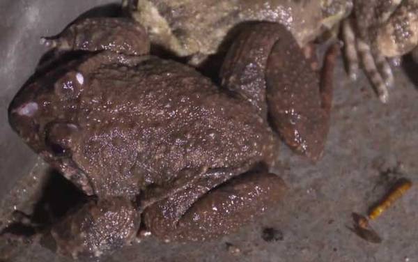 棘胸蛙是什么动物?