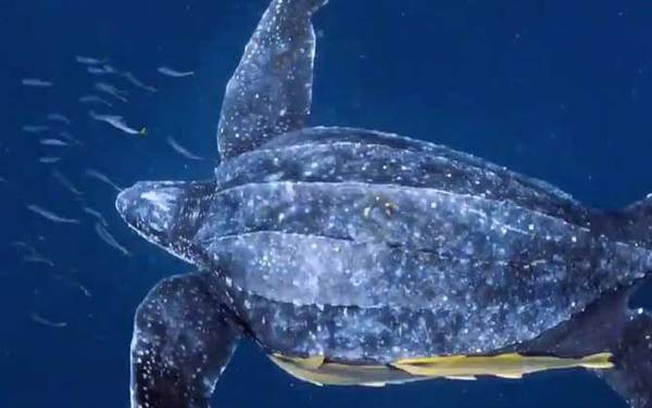 棱皮龟是什么龟?