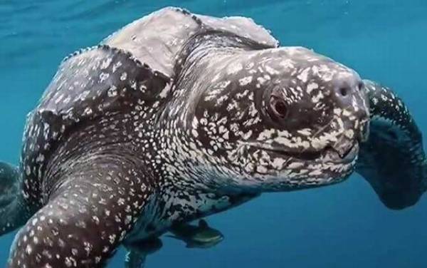 棱皮龟是什么龟?