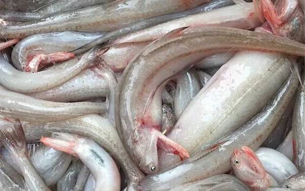 龙头鱼是什么鱼?